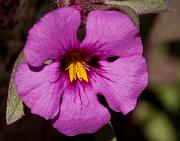 Bigelow's Monkeyflower, Mimulus bigelovii 0711